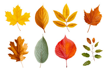 Vibrant autumn leaves on clear background