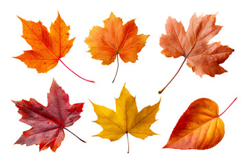 Autumn leaves on a clear background