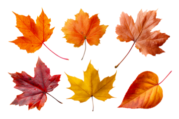Autumn leaves on a clear background