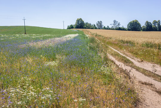 Dust road among fields and meadows near Drawsko town, West Pomerania region of Poland