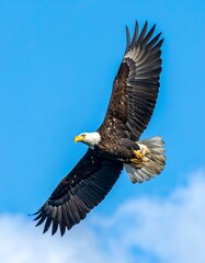 Obraz premium Bald eagle soaring in vibrant sky