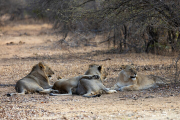 two young male lion sub-adult cubs and lionesses