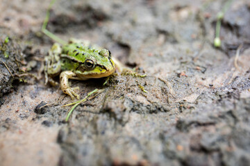 Close-up of a green frog resting on muddy ground in natural forest environment with soft focus background