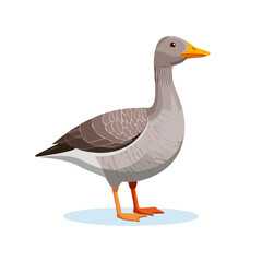 Obraz premium Illustration of gray goose standing on blue ice patch Vector drawing of waterfowl with orange beak and legs Isolated clip art on black