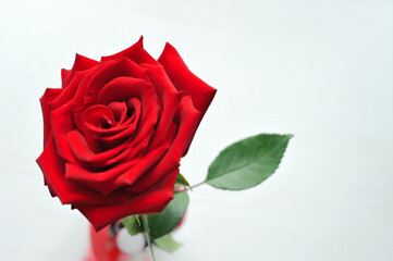 Red rose on a white background.
