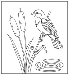 Bird coloring page illustration of a songbird perched on reeds beside a pond with water ripples created in clean vector outline style for easy coloring