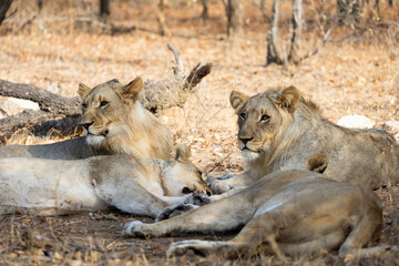 two young male lion sub-adult cubs and lionesses