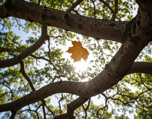 Fototapeta premium Yellow autumn leaf on a tall tree trunk with branches spreading into the sky, low angle view, seasonal change, nature background, autumn atmosphere, perspective shot.