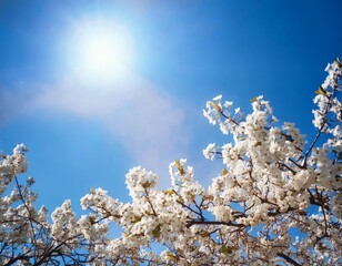 Branches of blossoming cherry macro with soft focus on gentle light blue sky background in s