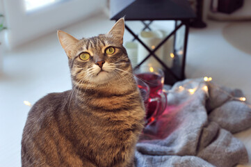 Autumn cozy photos with a cat. Relaxation in the house.
