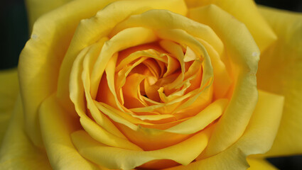 Close up of a vibrant yellow rose with orange accents