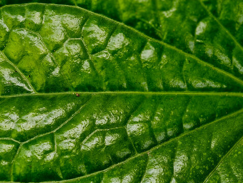 Piper sarmentosum Roxb. Piper lolot C.DC.