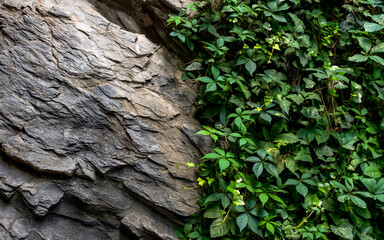 natural stone wall with green ivy foliage. abstract background with rock texture and lush greenery....