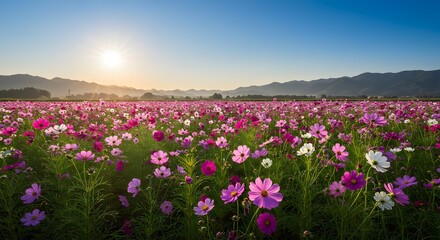 Fototapeta premium Vast Field of Pink and White Cosmos Flowers Blooming Under Bright Sunlight in Mountain Setting