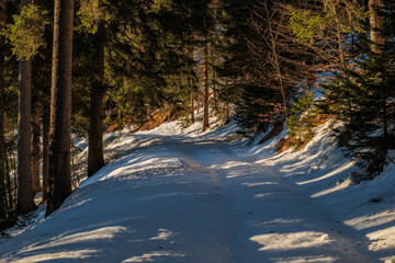 strada innevata, che passa in mezzo agli alberi in una foresta di montagna in Italia, illuminata dalla luce del sole, al tramonto, in inverno