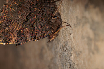 vista ultra-macro dettagliata e di lato di un esemplare di farfalla di Nymphalis vaualbum