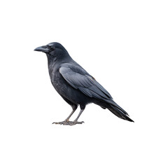 Obraz premium A black crow perched gracefully, showcasing its glossy feathers and sharp beak 