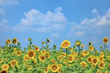 一面のひまわり畑