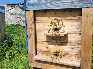 Honey bees fly into the hive, concept of beekeeping.