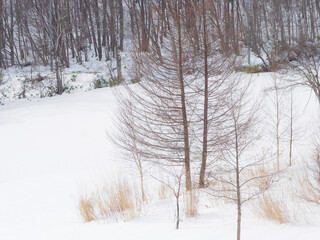 雪原の枯れ木
