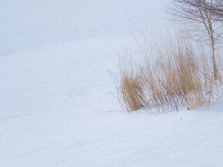 枯れ草と新雪