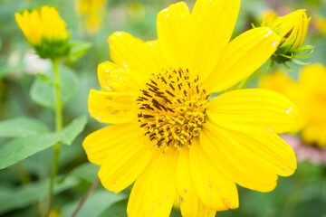 Flower Garden in Hokkaido フラワーガーデン　北海道