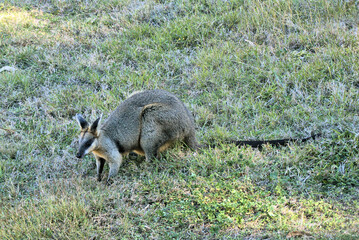 Pretty faced wallaby in countryside yard
