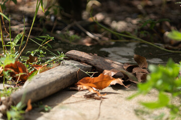 An old, rusty hammer lying on the ground with dry leaves. A rustic and nostalgic manual labor tool