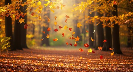 Golden leaves falling in sunlight, autumn season. Autumn maple leaves in vibrant orange and red hues falling. Autumn leaves falling in park. High quality