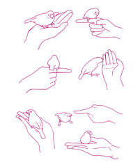 A series of gentle hand gestures holding and interacting with small birds.