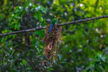 Title: Long-tailed broadbill Broad-mouthed, long-tailed adults have a bright yellow throat and face. There are yellow patches on each side of the nape of the neck.	