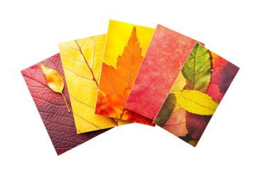 Empty cards with fall-inspired designs isolated on transparent background