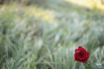 A rose and three bees