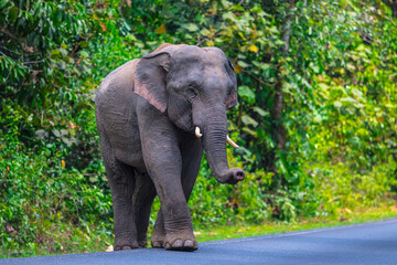 Its body is gray, its snout is called the trunk. The trunk of the Asian elephant has only one beak....