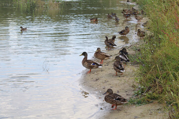 many ducks on the sand and in the water