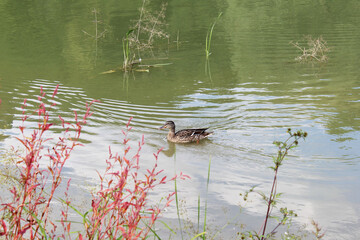 A duck is swimming in the lake, a beautiful view of the lake