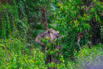 Its body is gray, its snout is called the trunk. The trunk of the Asian elephant has only one beak. Nakhon Ratchasima, Thailand.