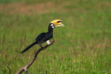The bill and large hump are yellow. The face is black. The throat is white or yellowish-white. The...