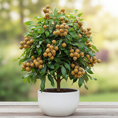 small tree in a pot