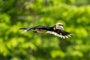 The bill and large hump are yellow. The face is black. The throat is white or yellowish-white. The body is black. The wings are black with a wide yellow stripe running down the middle of the wings.	