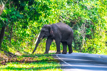 Its body is gray, its snout is called the trunk. The trunk of the Asian elephant has only one beak....