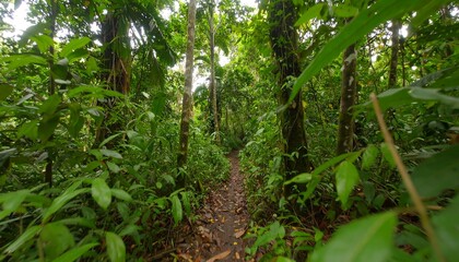Lush rainforest path