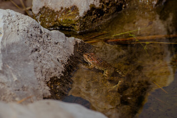 A small brown frog sits on a rock near clear water in the Caucasus region. The environment features...
