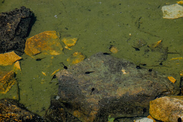Tadpoles swimming near a rock in a shallow pond. The water is murky with leaves and debris visible. Natural habitat in the Caucasus region.