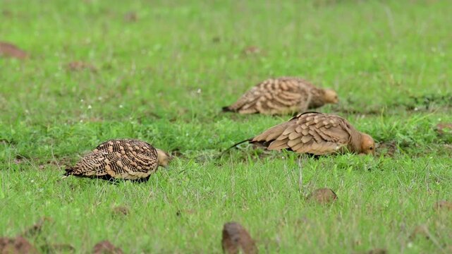 Lichtenstein's Sandgrouse in the grass land of Bhigwan