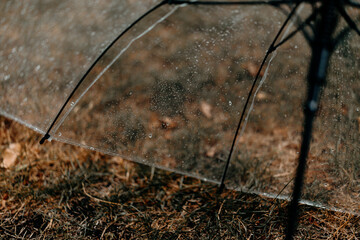 Transparent umbrella standing on yellow grass in the rain, fallen leaves around, autumn mood, calm...