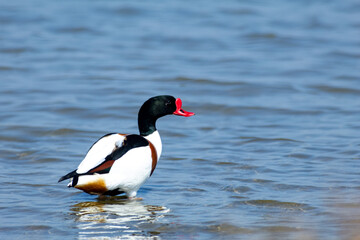 European shelduck duck lives on rivers and marshes very colorful