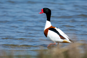 European shelduck duck lives on rivers and marshes very colorful