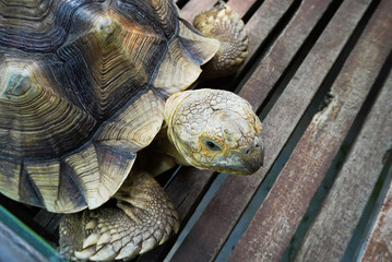 Closeup of a Majestic African Spurred Tortoise on Wooden Planks