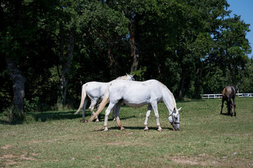 white horse and foal